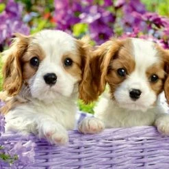 Ravensburger Puslespill Hundevenn 2x24 Biter -jollyroom Salg 10105029 2158 4