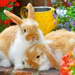 Ravensburger Puslespill Marsvin Og Kaniner 2x12 Brikker -jollyroom Salg 10105144 2158 2