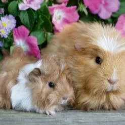 Ravensburger Puslespill Marsvin Og Kaniner 2x12 Brikker -jollyroom Salg 10105144 2158 3