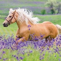 Ravensburger Puslespill Hestevenner 2x24 Brikker 7 Ravensburger Puslespill Hestevenner 2x24 Brikker -jollyroom Salg 10105148 2158 3