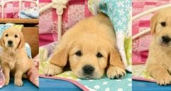 Ravensburger Puslespill Søte Hundevalper 3x49 Biter -jollyroom Salg 10108065 2158 2