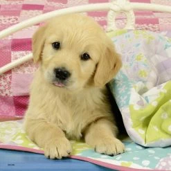 Ravensburger Puslespill Søte Hundevalper 3x49 Biter -jollyroom Salg 10108065 2158 4b