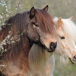 Ravensburger Puslespill Perfekte Ponnier, 150 Biter -jollyroom Salg 10112986 2158 2