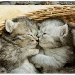 Educa Puslespill Koala And Cub 500 Brikker