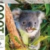 Mindbogglers Puslespill Koala Australia 1000 Brikker -jollyroom Salg 9354537001322 3747 1